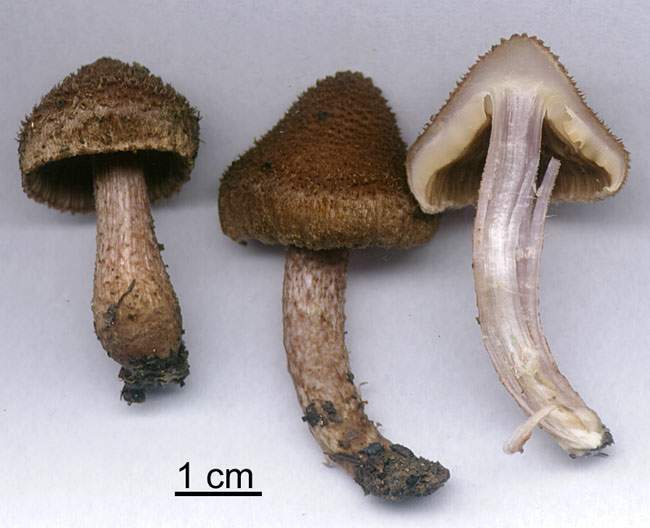 Inocybe obscura